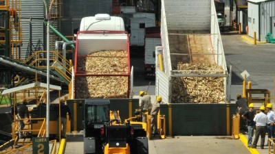 En Rojas, con residuos de marlos y chalas, generarían energía