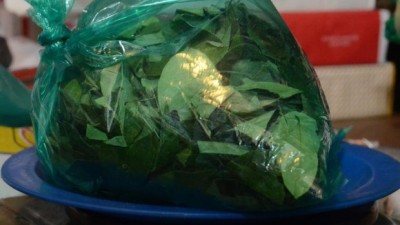 Salta: El aumento de precios llegó a la hoja de coca