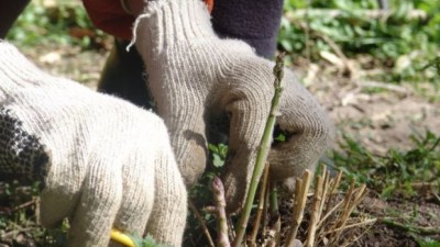 En Metán, una huerta comunitaria abastece a 20 familias