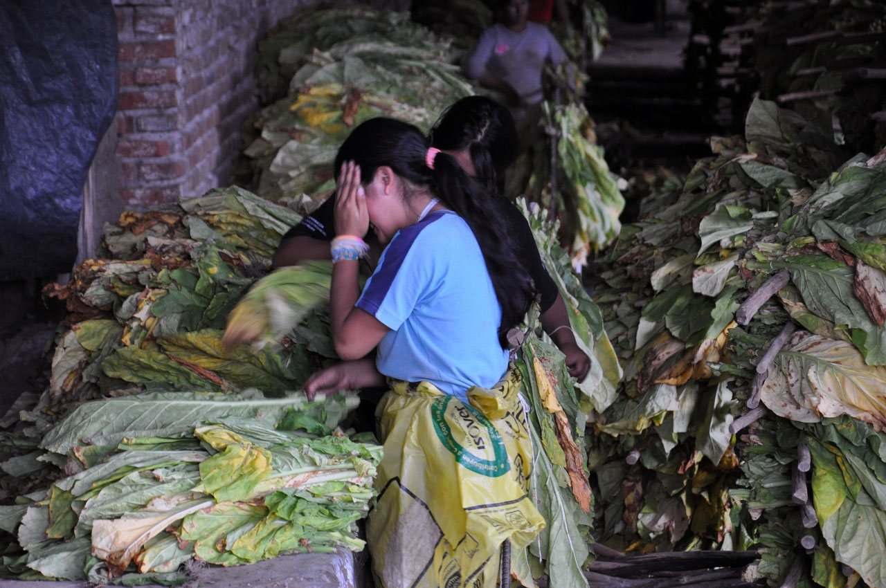 ASÍ-TRABAJAN-LOS-MENORES-EN-LA-FINCA