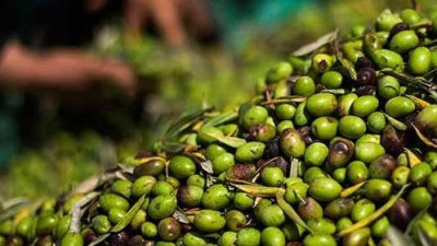 Dorrego: la comuna invertirá en equipos para olivicultores