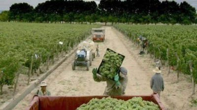 Salta: Comenzó la vendimia