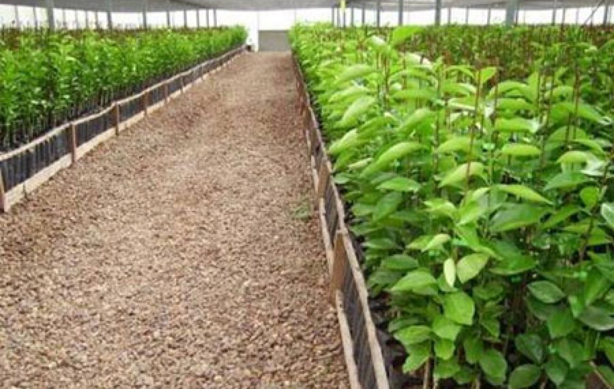 Trelew: Secretaría de Producción capacitará cosecheros para la siembra bajo cubierta
