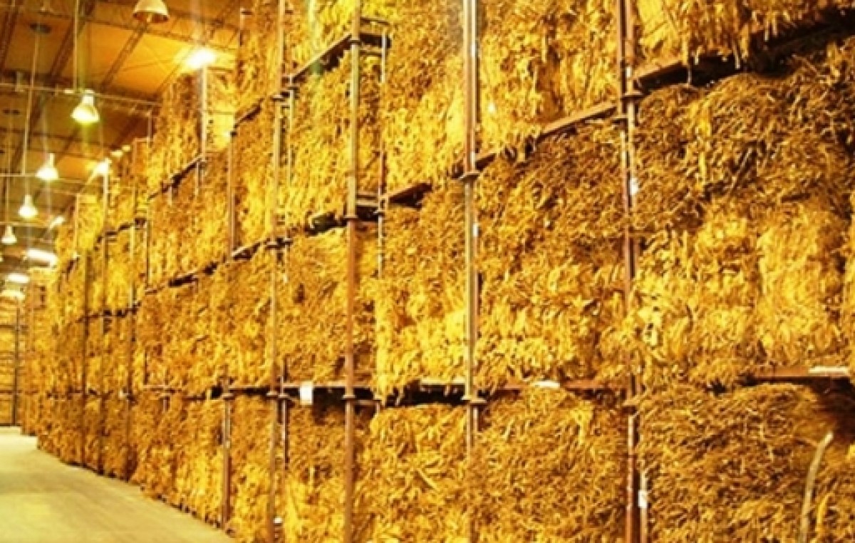 Jujuy: Comunas más que alertas por el precio del tabaco