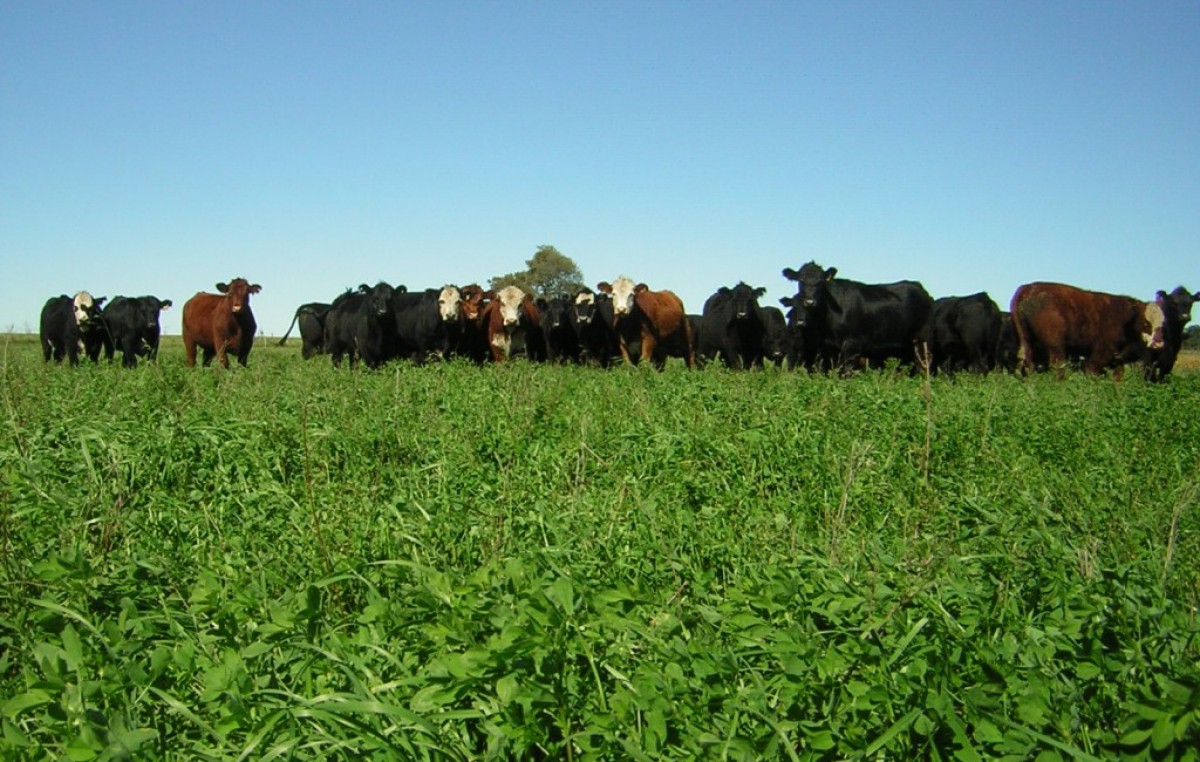 El verdadero impacto de la agricultura argentina en el calentamiento global