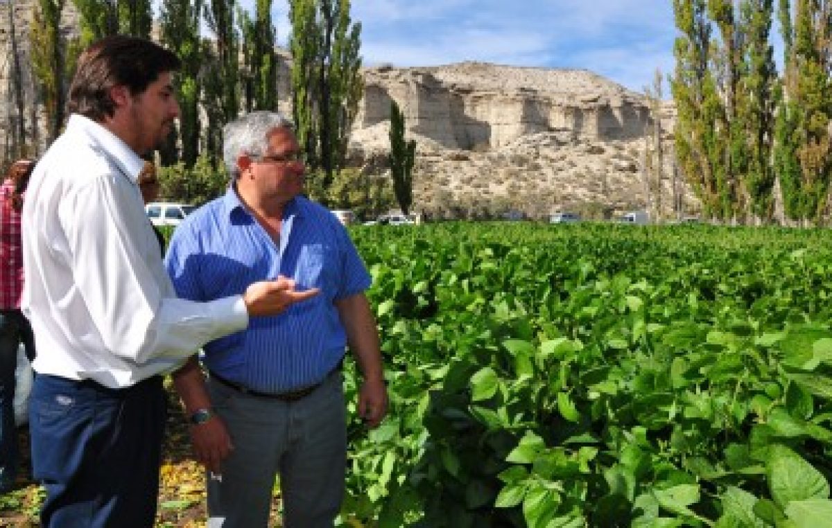Chubut tuvo su primera cosecha de soja