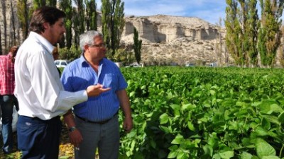 Chubut tuvo su primera cosecha de soja
