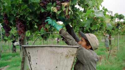 En San Juan, la falta de mano de obra retrasa la cosecha de uvas