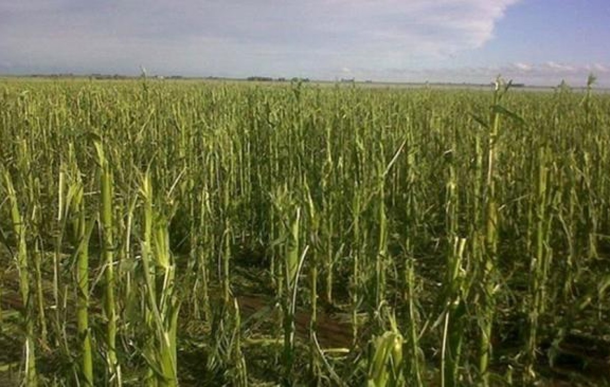 Córdoba: El granizo provocó pérdidas agrícolas por U$S 30 millones