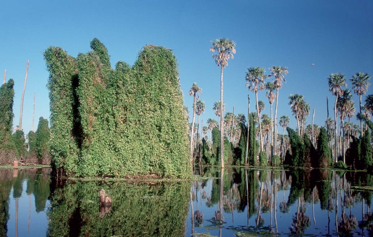La zona de trasvase del bañado La Estrella recibe diariamente a muchísimos visitantes