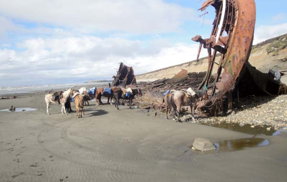 Hallazgo histórico en la Costa Atlántica Fueguina