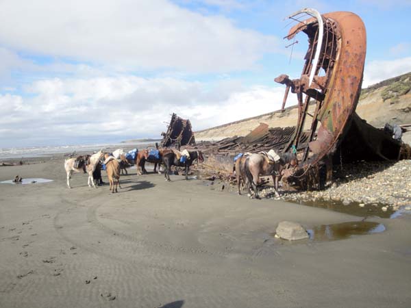 historico-hallazgo-en-la-costa-atlantica-fueguina_53013
