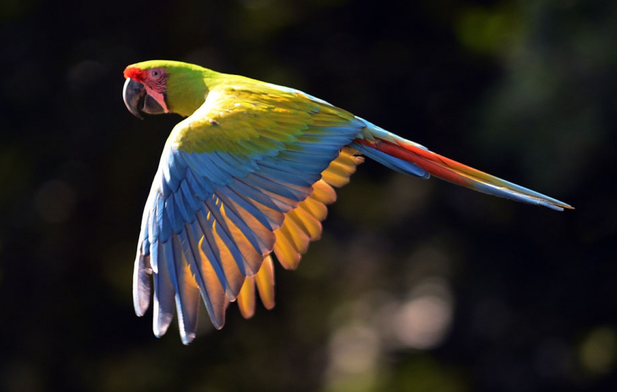 Salta muestra al mundo su gran variedad de aves