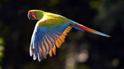 Salta muestra al mundo su gran variedad de aves