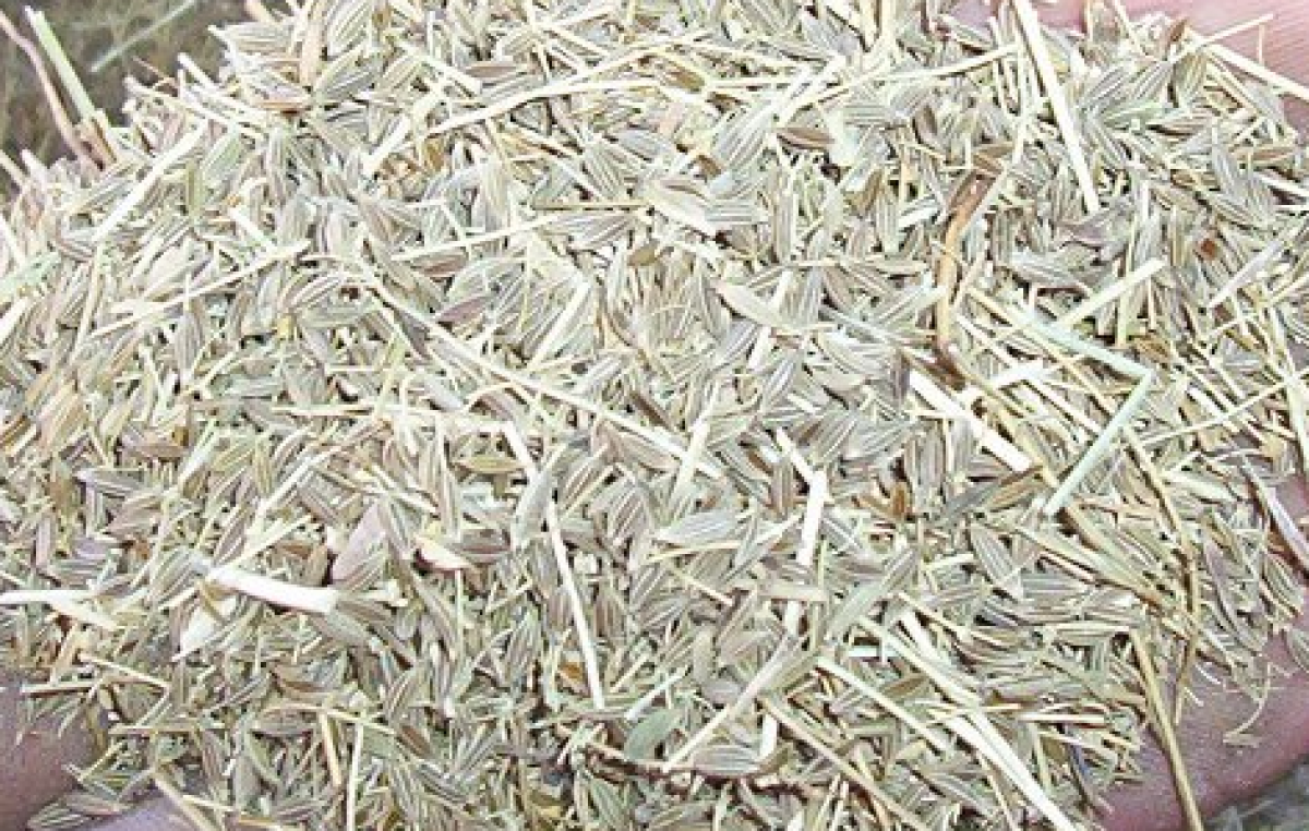 Municipio de Tinogasta compra molino desintegrador para productores de comino