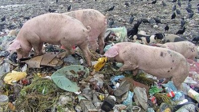Mendoza: El rentable negocio de los «chancheros»