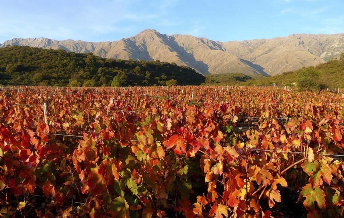 Córdoba vuelve a apostar al vino