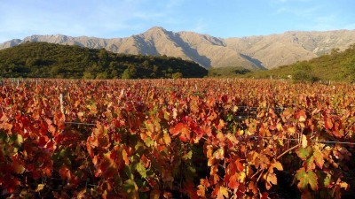 Córdoba vuelve a apostar al vino