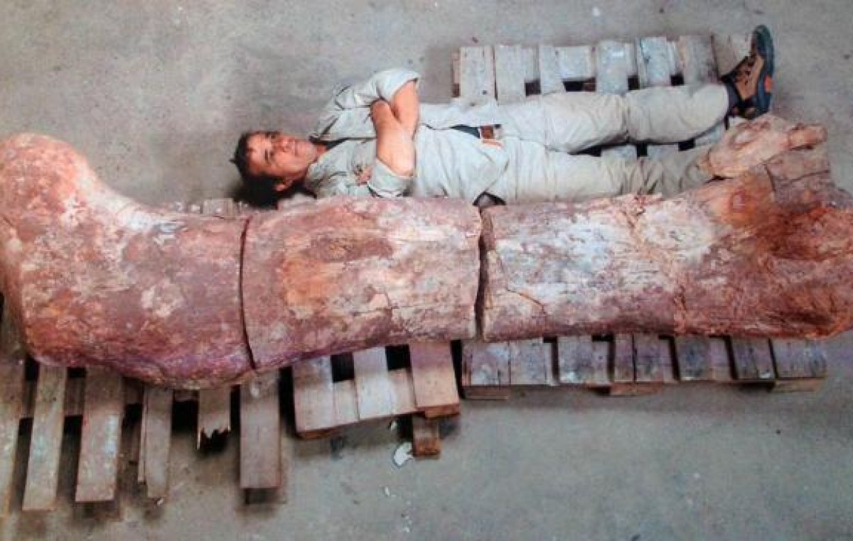 Hallazgo en Chubut: un dinosaurio de 100 toneladas y 20 metros de altura