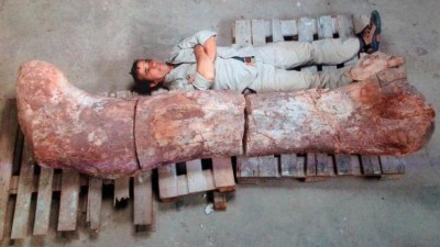 Hallazgo en Chubut: un dinosaurio de 100 toneladas y 20 metros de altura