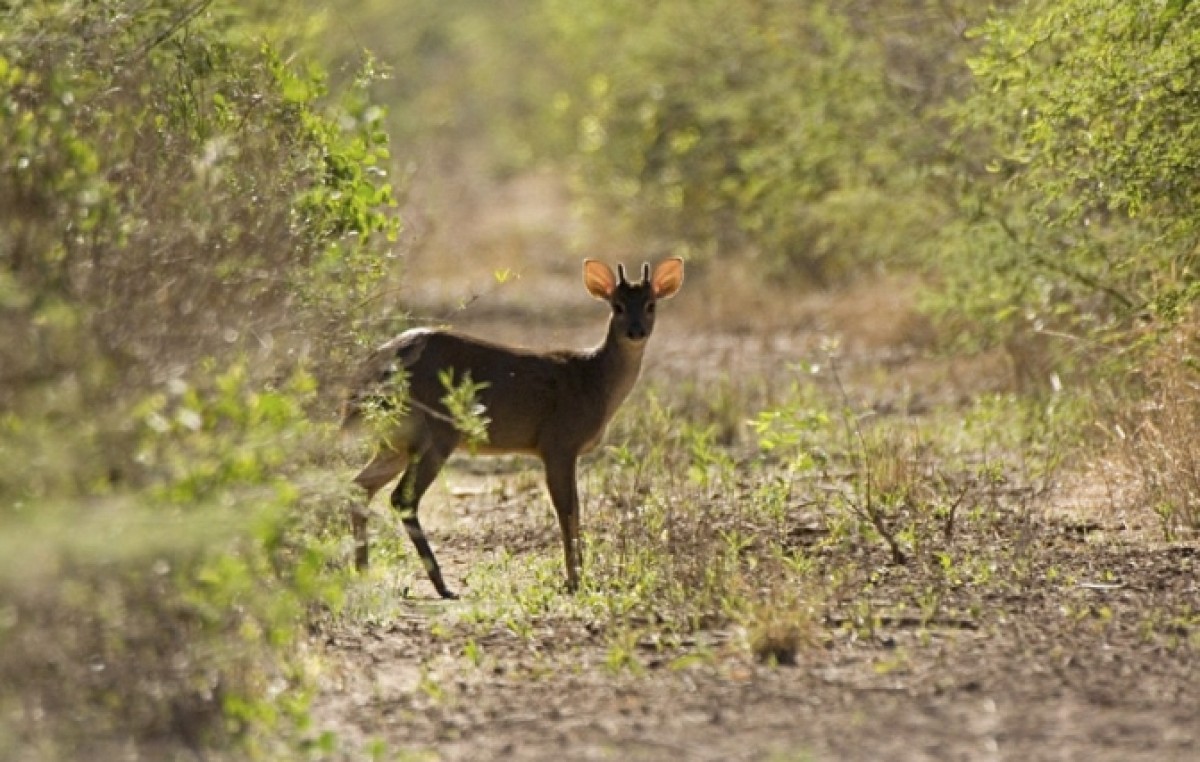 El Senado aprobó proyecto para crear el Parque Nacional Impenetrable