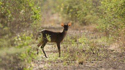 El Senado aprobó proyecto para crear el Parque Nacional Impenetrable
