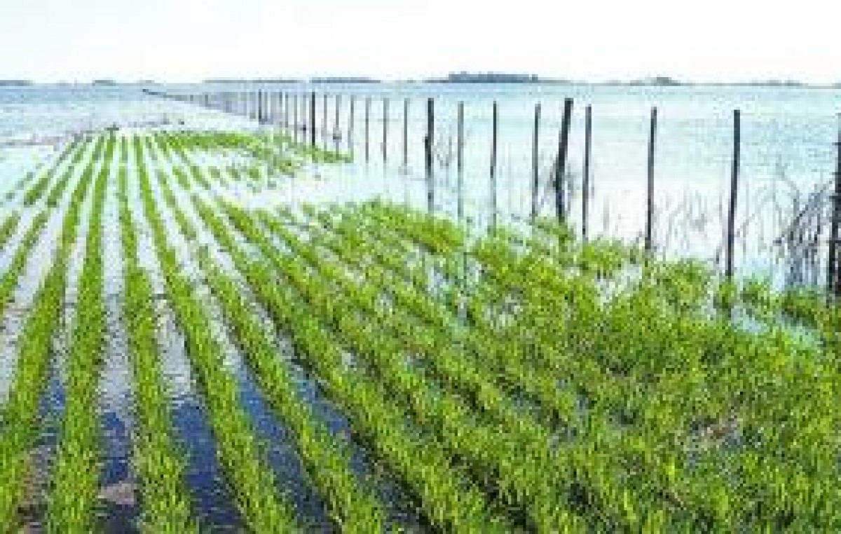 Las abundantes lluvias complican a los campos bonaerenses