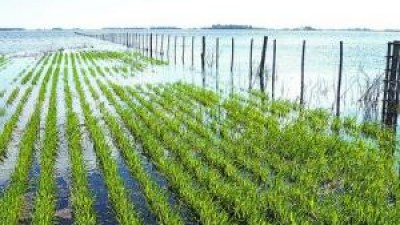 Las abundantes lluvias complican a los campos bonaerenses