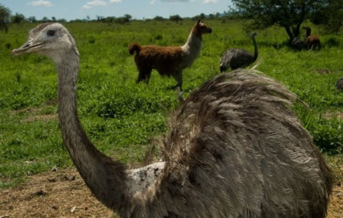 Jujuy pondrá en marcha el primer centro de rescate público de fauna autóctona del país