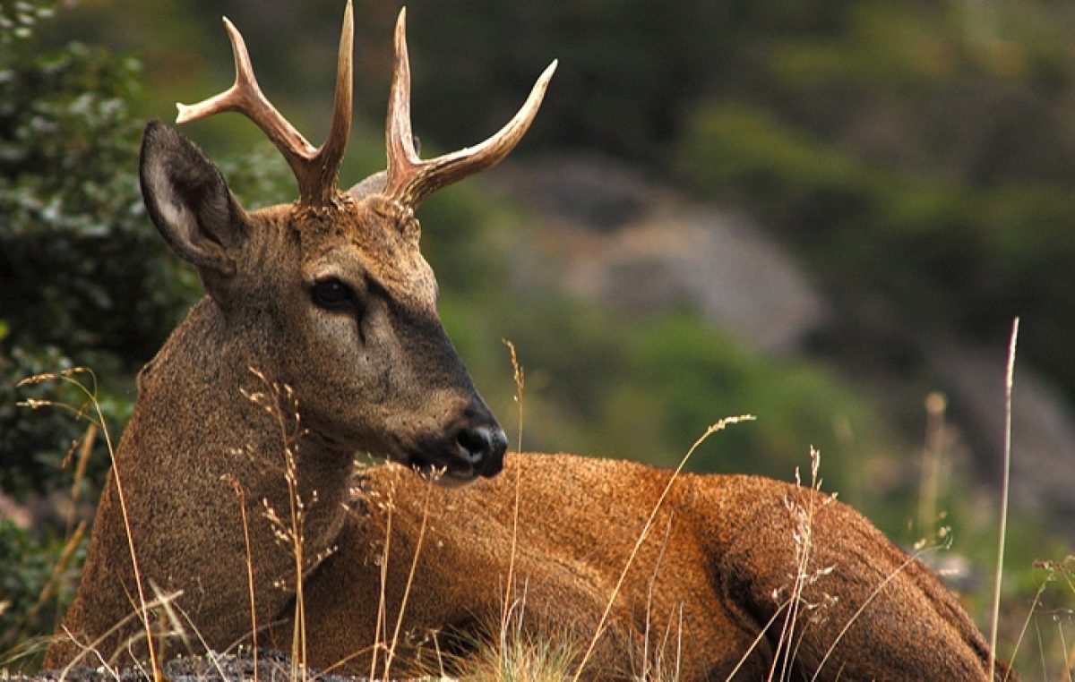 Provincia acordó aporte técnico y financiero a Alto Río Senguer para la protección del huemul