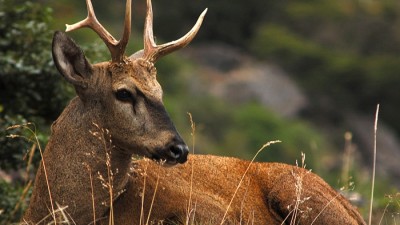 Provincia acordó aporte técnico y financiero a Alto Río Senguer para la protección del huemul