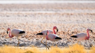 Salta: hallaron nidos de Parinas grandes a unos 6.000 metros