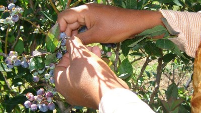 Entre Ríos: Más de 10 mil personas serán contratadas para la cosecha 2014 de arándanos
