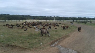 Hay al menos 128.000 cabezas de ganado afectadas por la inundación