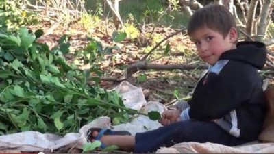 Misiones: Solicitan acciones para la campaña de “Mate sin trabajo infantil”