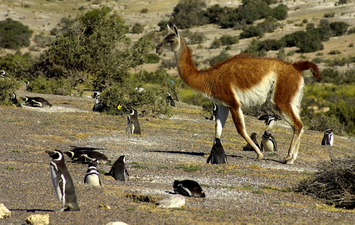Turismo trabaja para crear en Chubut la mayor Reserva de Biósfera de la Argentina