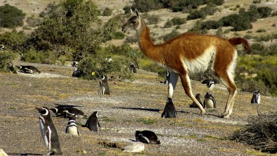Turismo trabaja para crear en Chubut la mayor Reserva de Biósfera de la Argentina