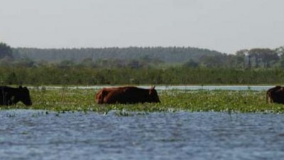 Movilizan hacienda de las islas Entrerrianas