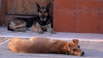 Proponen crear un canil municipal en San Rafael