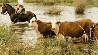 Ahora prevén que el río Paraná no llegará a la altura de evacuación en ciudades entrerrianas