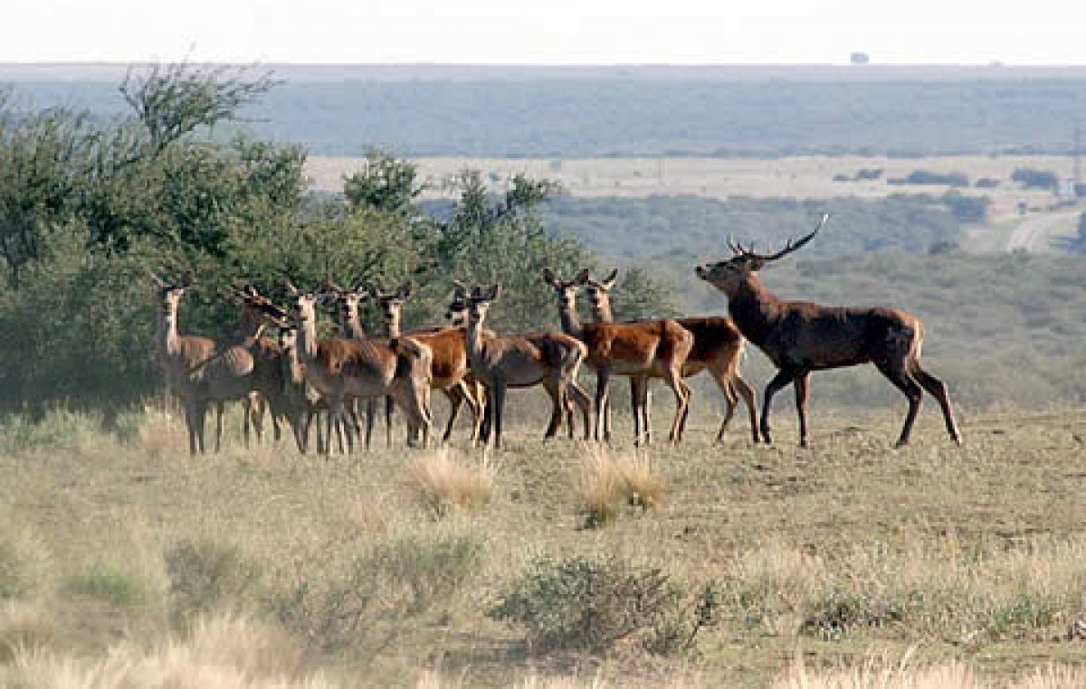 La Pampa: Parque Luro, “No hay control, es tierra de nadie”