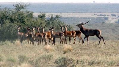 La Pampa: Parque Luro, “No hay control, es tierra de nadie”