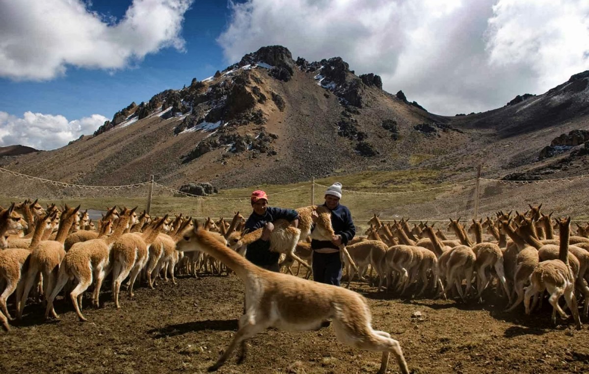 Municipios de Puna jujeña conformarán la Mesa Vicuñera