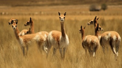 Promueven en la Puna jujeña el uso sustentable de la fibra de vicuñas