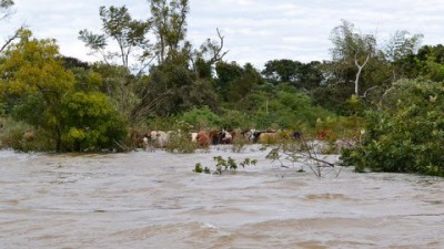 Baja el nivel de los ríos Uruguay y Paraná en Entre Ríos