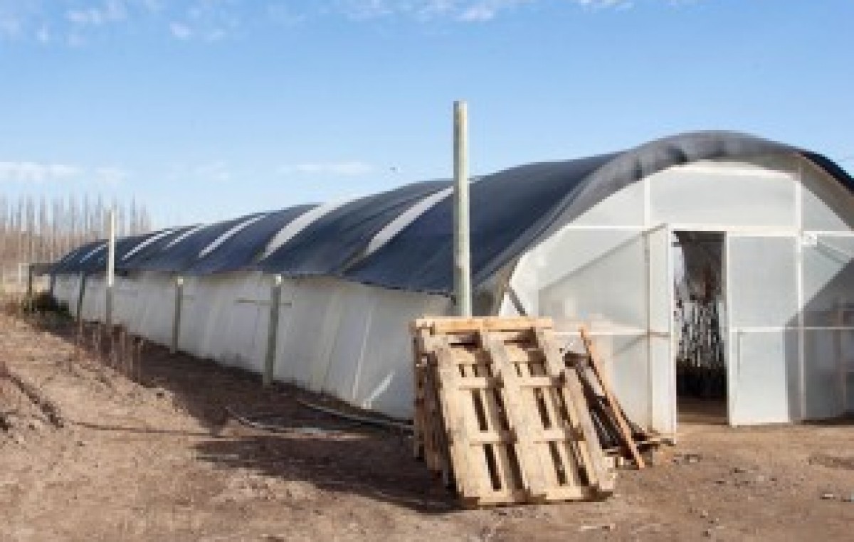 Buscan potenciar la economía local en Centenario con nuevos invernaderos