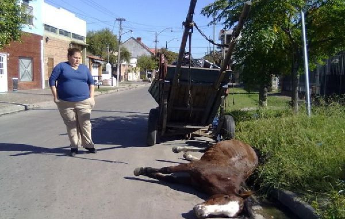 Bahia Blanca: anuncian la prohibición de la tracción a sangre en 30 días