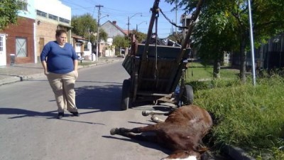 Bahia Blanca: anuncian la prohibición de la tracción a sangre en 30 días