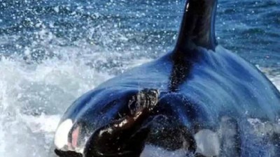 Se duplicó la cantidad de orcas que llegan a la costa de Chubut