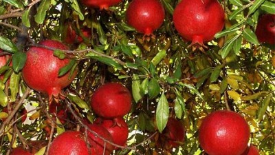 San Juan es el principal productor de granadas del país